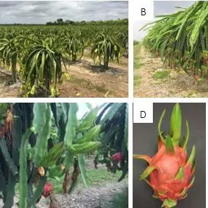 thumbnail for publication: Stem and Fruit Canker of Dragon Fruit in South Florida